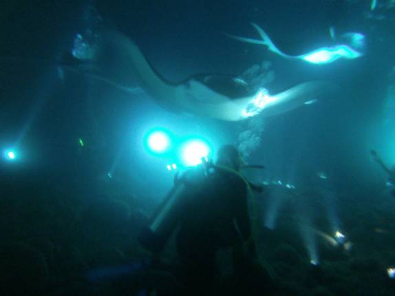 O maravilhoso mergulho noturno com arraias manta, em Kona, na Big Island, no Havaí